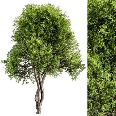 Silvery Wattle Tree Set 184 3D model image 1 