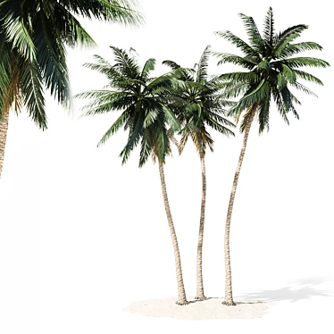 Tropical Palm Tree 3D Model 3D model image 1 