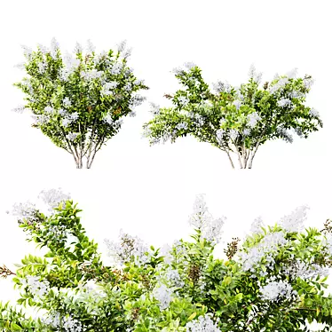 White Flowering Myrtle Tree Models 3D model image 1 