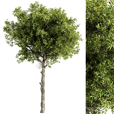 Hackberry Tree Set 207 - Premium Bonsai Kit 3D model image 1 