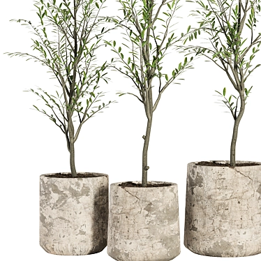 Vintage Olive Indoor Plant Set 3D model image 1 