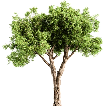 Populus Tree Set 214 3D model image 1 