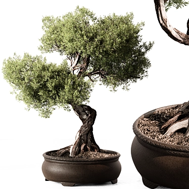 Bonsai Plant 563: Indoor Beauty 3D model image 1 