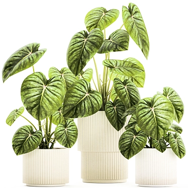 Beautiful flowers in white pots with Anthurium crystal. Set of plants 1348