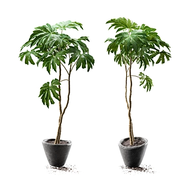 Potted Tetrapanax Papyrifer Shrub 3D model image 1 