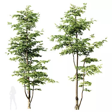 European Hornbeam Tree 3D Models 3D model image 1 