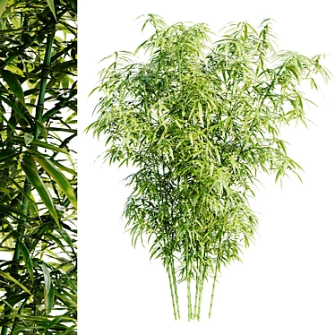 Bamboo Bush 3D Model HQ 3D model image 1 