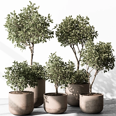  European Olive Indoor Plant 3D model image 1 