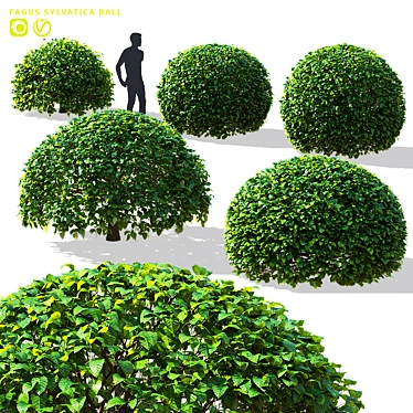 Fagus Sylvatica Ball Collection 3D model image 1 