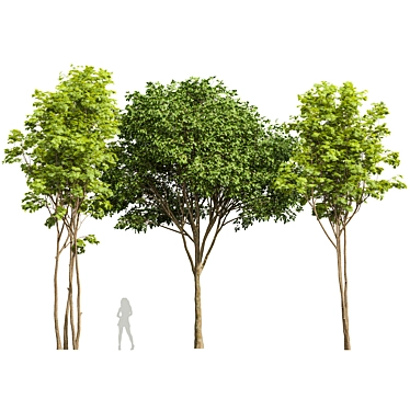 Diverse 3D Tree Models Package 3D model image 1 
