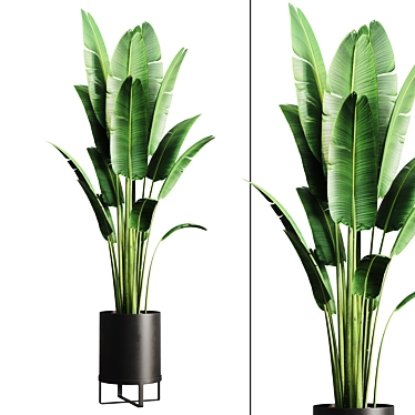 Tropical Indoor Banana Plant 3D model image 1 