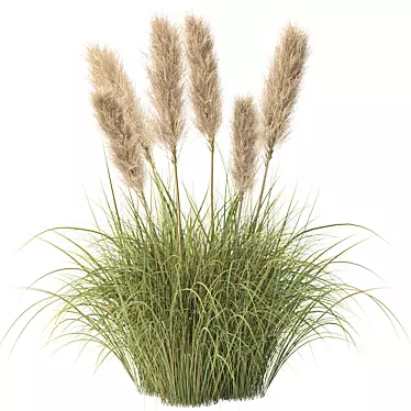 Wild Grass & Pampas Decor 3D model image 1 