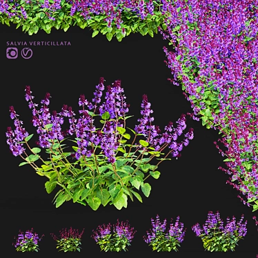 Salvia Verticillata 3D Model Pack 3D model image 1 