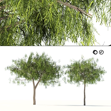 Emirates Ghaf Trees 3D Model 3D model image 1 