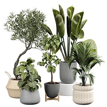 Interior Plant Collection 2015 3D model image 1 
