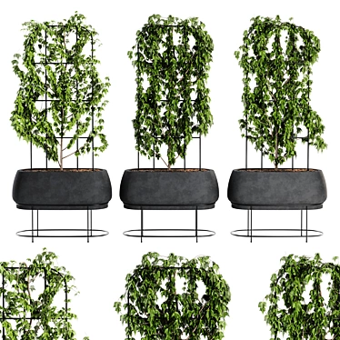 Ivy Plant Set07 3D Model 3D model image 1 