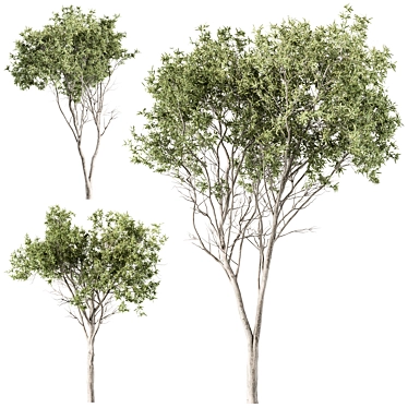 Eucalyptus Trio Tree Collection 3D model image 1 