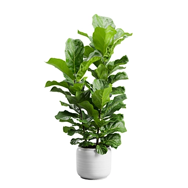 Ficus Lyrata Jungle Delight 3D model image 1 