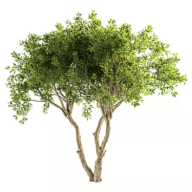 Contemporary Olive Tree Decor Piece 3D model image 1 