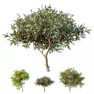 Fruit Tree 3D Models Collection 3D model image 1 