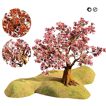 Flowering Cherry Trees 3D Models 3D model image 1 