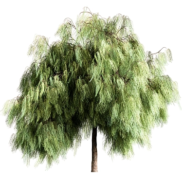 Graceful Weeping Willow Tree Set 3D model image 1 