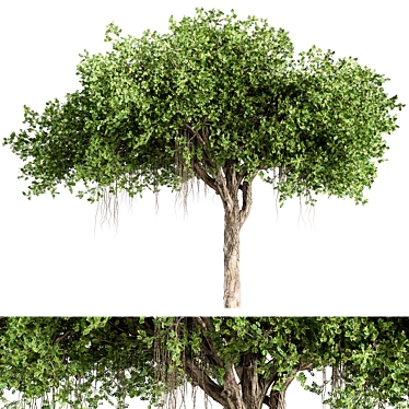 Elegant Chinese Banyan Tree Set 3D model image 1 