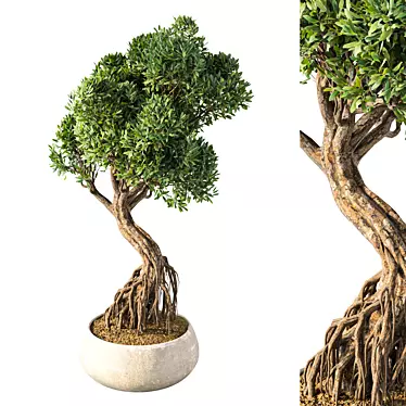 Chic Bonsai Indoor Plant 3D model image 1 