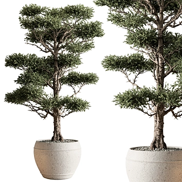 Evergreen Tree in Pot 3D model image 1 