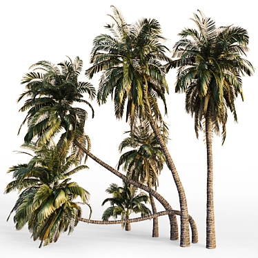 Coconut Palm Trees Set 3D model image 1 