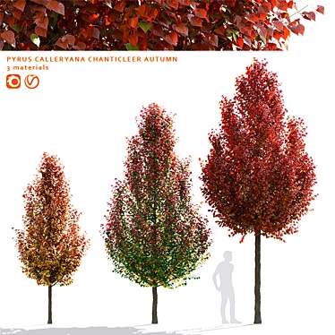 Chanticlee Autumn Pear Tree Collection 3D model image 1 