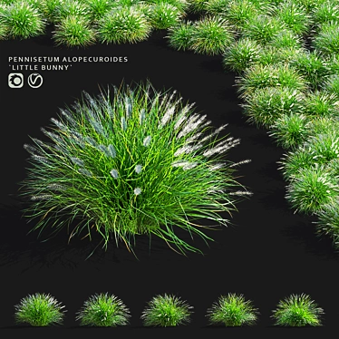 Compact Decorative Ornamental Grasses 3D model image 1 