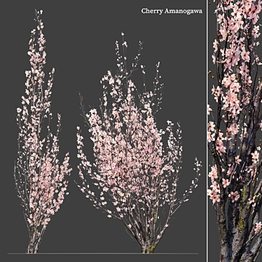 Prunus Amanogawa Flagpole Cherry 3D model image 1 