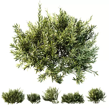 Dwarf Olive Bush 3D Models 3D model image 1 