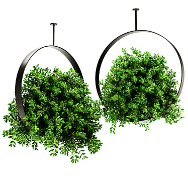 Premium Indoor Hanging Plant Set 3D model image 1 