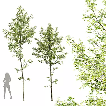 Alnus Glutinosa 3D Model Set 3D model image 1 