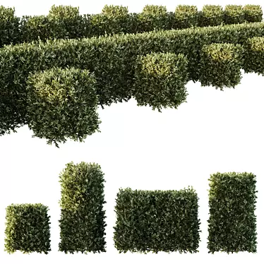 Dwarf Olive Topiary Plants 3D model image 1 