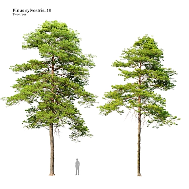 Scots Pine Tree Model 3D 3D model image 1 