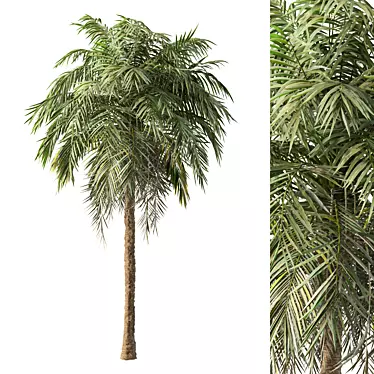 Tropical Palm Tree 3D Model 3D model image 1 