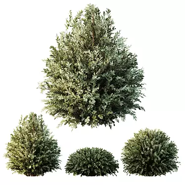 Dwarf Olive Topiary HQ Model 3D model image 1 