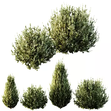 Dwarf Olive Bush 3D Model 3D model image 1 