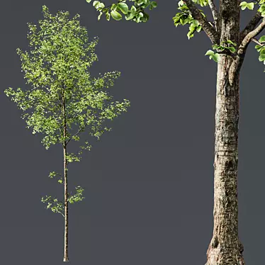 Alnus Glutinosa Trio 3D Models 3D model image 1 