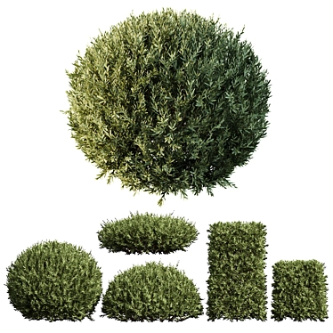 Variety 3D Olive Bush Models 3D model image 1 