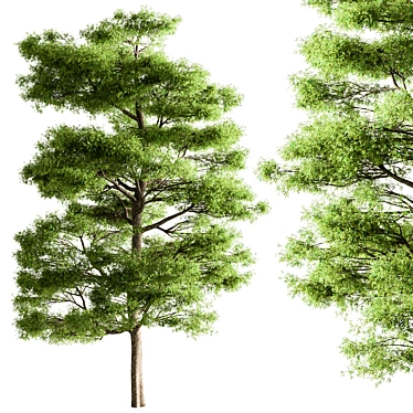 Sequoia Camphor Tree Collection 3D model image 1 