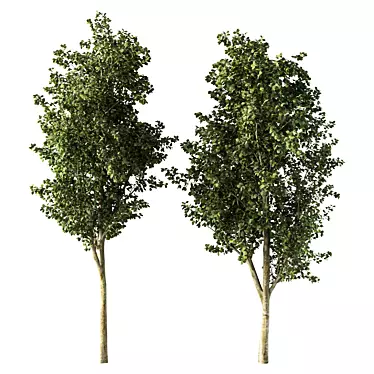  Skyline Beauty Tree Sculpture 3D model image 1 