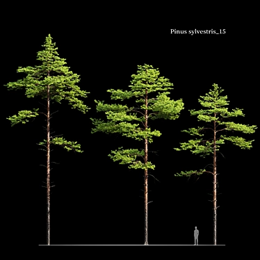 Scots Pine 3-tree Models 3D model image 1 