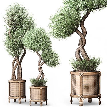 Olive Trees Indoor Plant Set -22