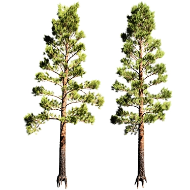  Tall Pinus 7 Tree Model 3D model image 1 