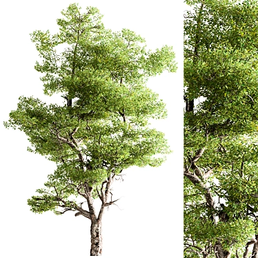 Hackberries Tree Set 257: Grow Your Garden's Charm 3D model image 1 