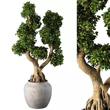 Zen Bonsai Tree Plant Sculpture 3D model image 1 